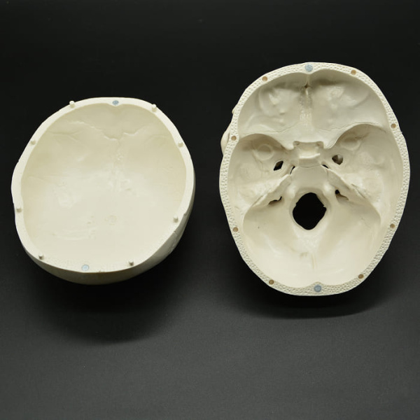 Модель «Череп человека» смонтированный Модель «Череп человека» смонтированный